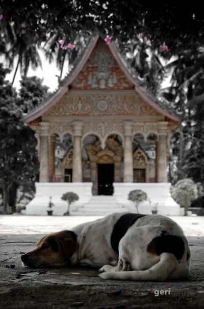 Dog taking a rest during mid day heat. Luang Prabang. Laos.